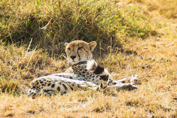 Сheetah on Kenyan savannah