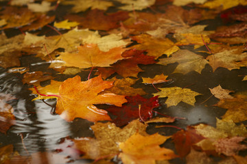 Yellow red and orange fallen maple leaves lie in a puddle in autumn