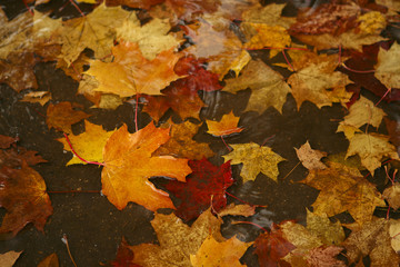 Yellow red and orange fallen maple leaves lie in a puddle in autumn
