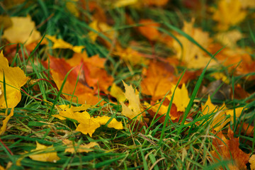 Yellow and red fallen maple leaves in the grass in autumn