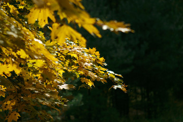 Autumn trees with yellow leaves in the forest on the road through the autumn forest.