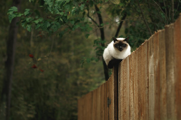 Black and white Siamese cat sitting on a wooden fence in the autumn forest