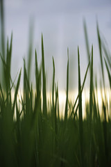 rice framming rice filed in green season 