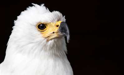 Adler mit scharfem Blick