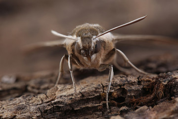 Bedstraw hawk-moth (Hyles gallii) on bark