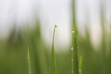 rice framming rice filed in green season 
