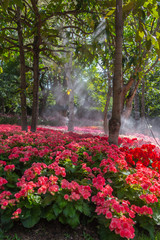 Pelargonium geranium group bright cerise pink flowers