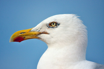 Möwe im Profil