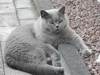 British Kurzhaar Kater, BKH