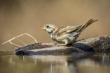 Momento de refrescar (Pardal)