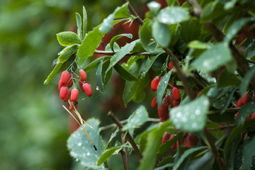 red berries on branch