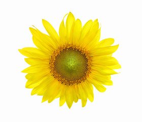 Sunflowers blooming against a bright sky,beautiful,Unseen Thailand .yellows flowers.