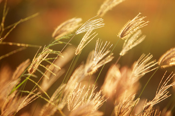 beautiful reeds with bokeh background