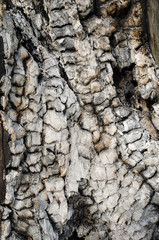 bark of a tree