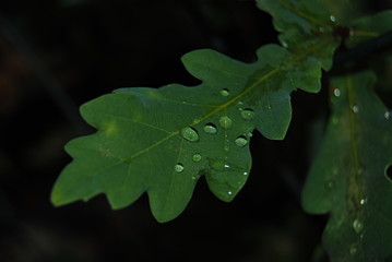 Gotas de água numa folha - pequena folha de árvores com gotas de chuva - fundo escuro