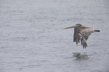 A brown pelican (Pelecanus occidentalis) in flight at Moss landing California.