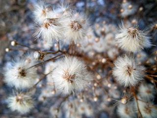 air dried flowers close-up