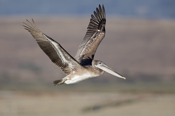 A brown pelican (Pelecanus occidentalis) in flight at Moss landing California.