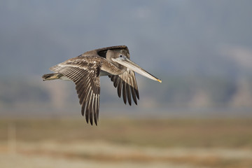 A brown pelican (Pelecanus occidentalis) in flight at Moss landing California.