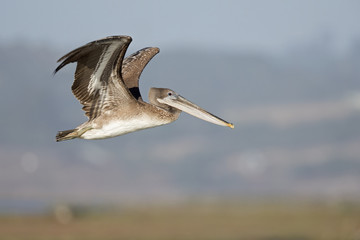 A brown pelican (Pelecanus occidentalis) in flight at Moss landing California.