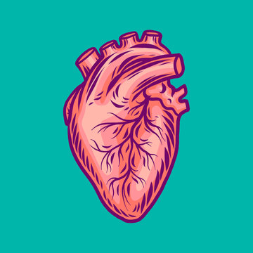 Human heart icon. Hand drawn illustration of human heart vector icon for web design