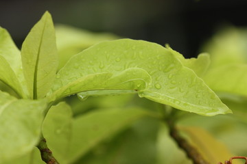 light green plant leaf