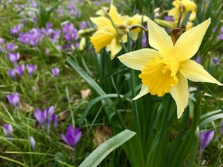 yellow daffodils in the garden