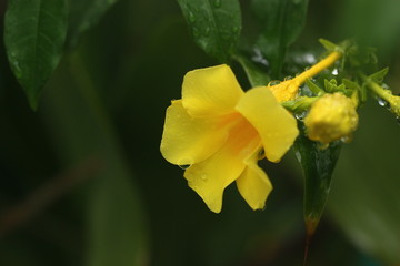 macro view of yellow flower blur background
