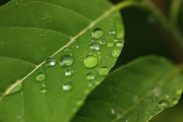 leaf of plant with rain drop