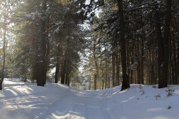 Snow road in the forest