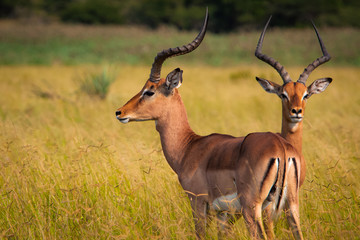 Impala on Wetlands