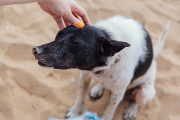 Dog on the sandy beach during sunset