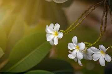 plumeria flower yellow tree white garden background