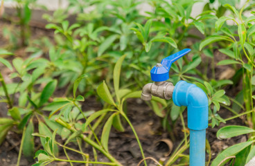 Agriculture garden faucet in the garden
