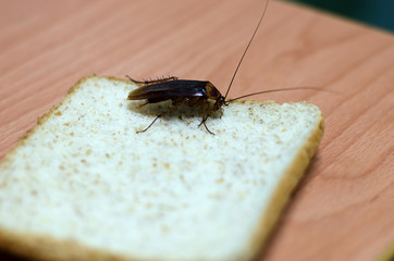 cockroach on wood