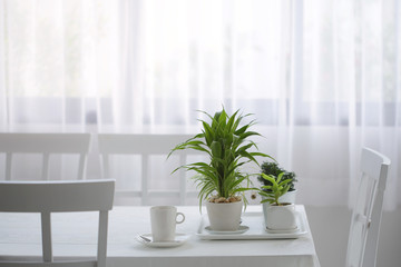 Green plant with white cup on white table 
