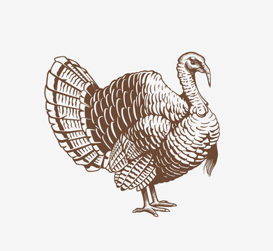 Turkey hand drawn illustration in engraving or woodcut style. Gobbler meat and eggs vintage produce elements. Badges and design elements for the turkeycock manufacturing. Vector illustration.