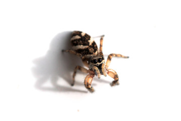 Springspinne