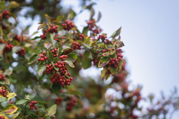 Fototapeta premium Rowanberry branch. Red mountain ash on background of a blue sky. Autumn red ashberry