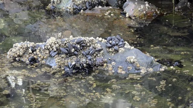 Chilean blue mussels ( Mytilus edulis platensis) on stones at the Ushuaia coastline. Argentina