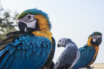 The birds are beautiful hair.