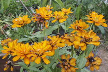 Fototapeta premium Beautiful flowers and refreshing.