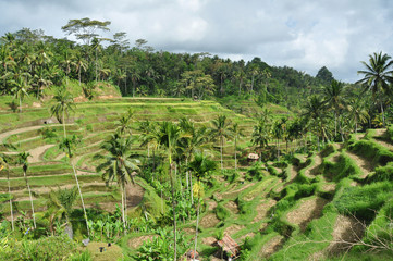 Fototapeta na wymiar Rice terraces on Bali