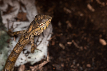 Naklejka premium Top view of a Brown Asia Lizard Chameleon lying on the ground. (Dark toned)