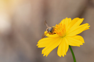 Flying honey bee collecting pollen on yellow flower.
