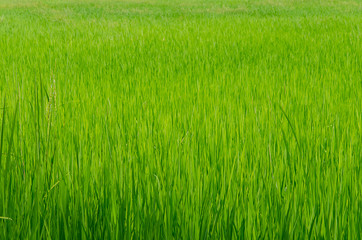 rice field