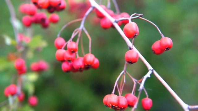Red berries on thorny branches