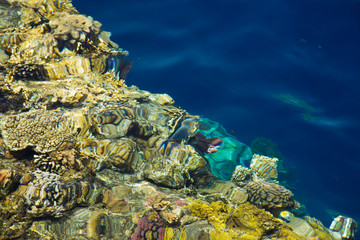 Naklejka na ściany i meble coral reef with tropical fish