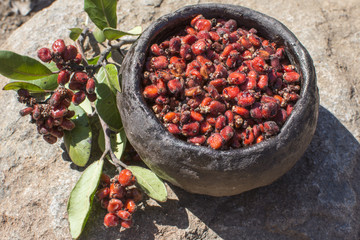 Primitive bowl of lemonade berries in wild