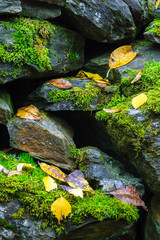 Yellow autumn leaves on stone wall covered with green moss.